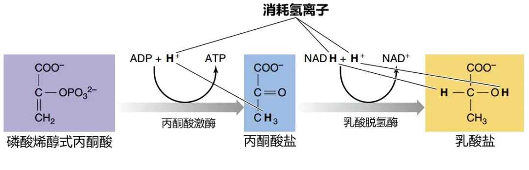 肌肉酸痛来自“乳酸堆积”？乳酸背了一百年的黑锅