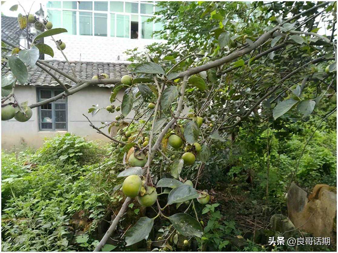 江西话汉语赣方言之样貌